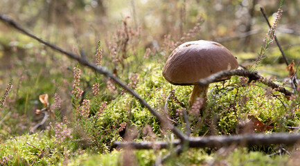 Beautiful fresh Edible Mushrooms, porcini mushrooms in the woods