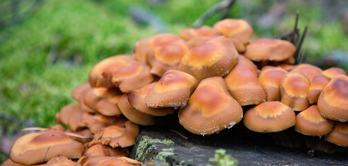 Oyster mushroom hemp brown mushrooms of a large size grow as a group on a stump for design