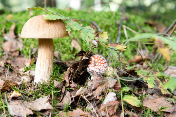Two mushrooms grow in the forest. Young boletus. Mushrooms in grass. Mushroom hunting. Mushroom...