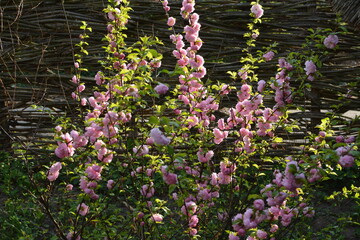 Delicate pink flowers of a glandular cherry (prunus glandulosa), shrub, belongs to the Rosaceae...