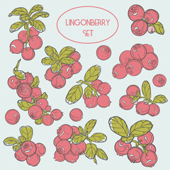 Lingonberry (cowberry) set, red berries, vector, eps 