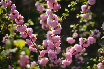 Delicate pink flowers of a glandular cherry (prunus glandulosa), shrub, belongs to the Rosaceae...