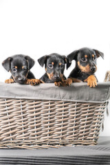 A portrait of three adorable Jack Russel Terrier puppies, in a wicker basket, isolated on a white background