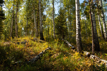 September forest