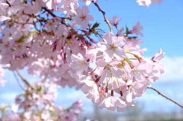 Obraz na płótnie Canvas cherry blossom of Japan in spring