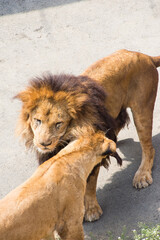 ライオンのオスとメス