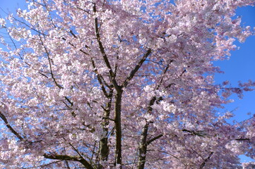 cherry blossom of Japan in spring