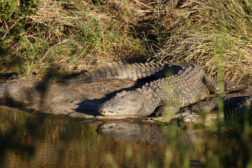 The Nile crocodile (Crocodylus niloticus) on the bank of the lagoon. A large crocodile by a small lake sunk in the greenery.
