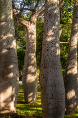 Affenbrotbäume im Turia Park in Valencia