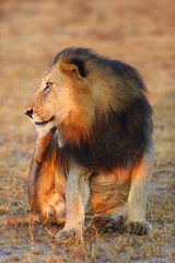 The Transvaal lion (Panthera leo krugeri) also known as the Southeast African lion male scratching the back foot. A large male with a dark mane is scratching.