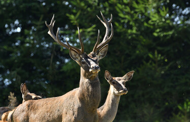 Portrait of a red deer with antlers during a rut