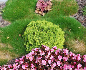 Chopped pine bark in a  grass lawn  protects against weeds