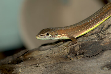 ニホンカナヘビ