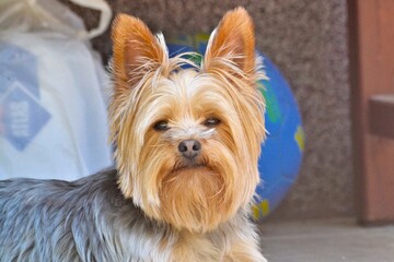 Naklejka premium yorkshire terrier portrait