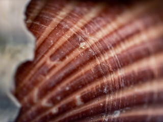Closeup of a seashell