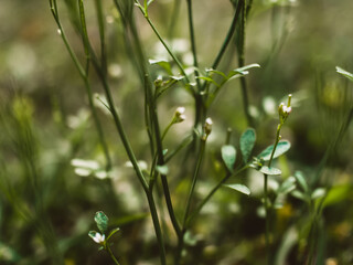 Closeup of green plants in the sunlight