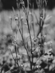 Black and white plant closeup