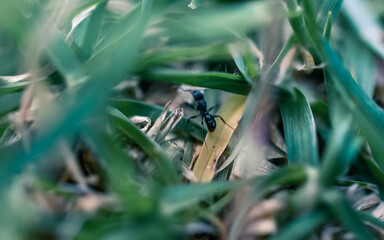 Closeup of an ant on the grass