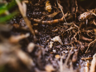 Closeup of grass roots and soil