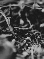 Black and white closeup of grass roots and soil