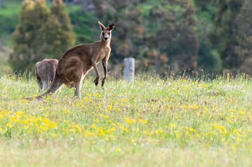 Eastern Grey Kangaroos