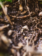 Closeup of grass roots and soil
