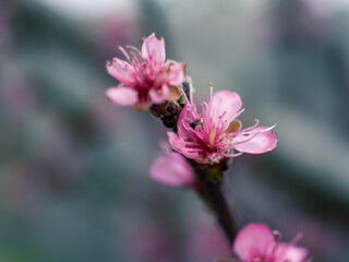 Fototapeta na wymiar Closeup of pink blossom