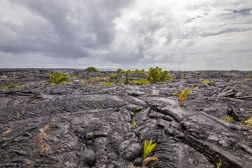 Amazing colors of black ground and green plants. Hawaii.