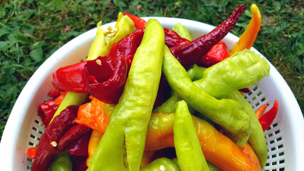 full plastic bowl of fresh organic paprika . Healthy food concept