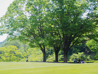 とてもきれいな岐阜の公園の青空と木々・芝生
