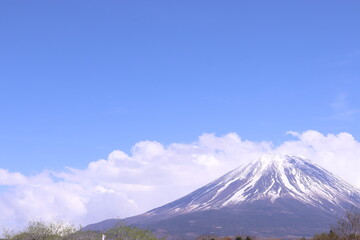Fototapeta premium 富士山と花