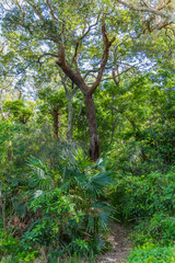 Fototapeta premium Rainforest along the edge of Copacabana Lagoon