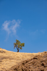 Lonely tree on a dry field against blue sky