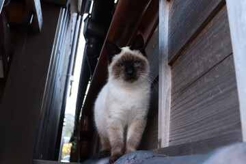 ポインテッドの猫、木造家屋を背景に