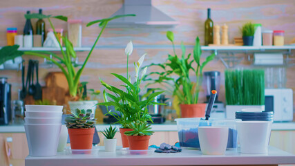 Decorating with houseplants on kitchen table. Using fertil soil with shovel into pot, white ceramic...