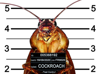 Cockroach arrested by Pest Control Department. Arrested cockroache posing for front view. He holds...