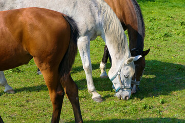 Obraz premium White grey horse grazing peacefully between two brown horses