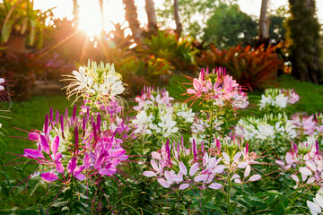 Obraz premium Close up of colorful spider flower or cleome hassleriana flower in sunbeams