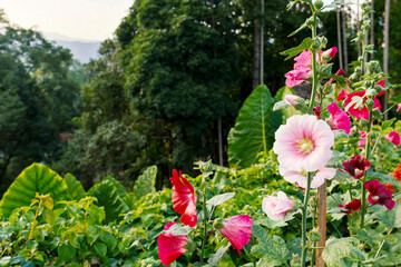 Close up of pink Hollyhock, Alcea rosea blossom on nature tree background