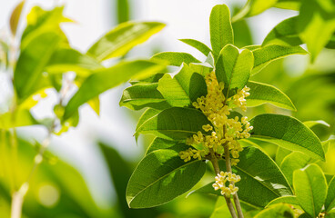 Obraz premium Group of Sweet osmanthus or Sweet olive flowers blossom on its tree
