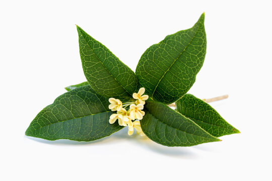 Bouquet of Sweet osmanthus or Sweet olive flowers blossom on white background