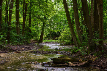  Forest,Stream