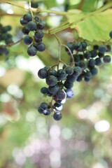 Vine