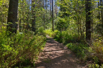 Young green forest with a walking path.