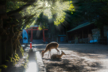 奈良県【奈良公園～春日大社鳥居（参道）】