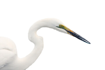 Fototapeta premium The great egret (Ardea alba), also known as the common egret, large egret, portrait with white background