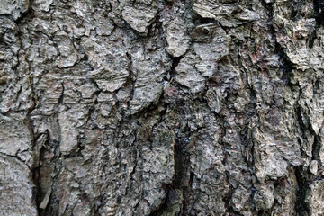 View of the trunk of a large tree, bark. Background, texture.