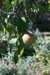 Peach On Peach Tree
