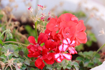 Bright red decorative flower