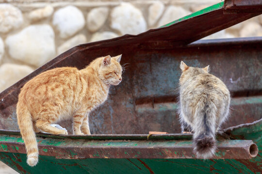 Two homeless cats on the garbage can